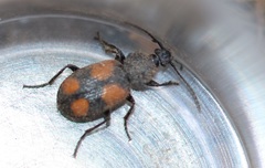 Panagaeus bipustulatus
