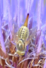 Terellia fuscicornis