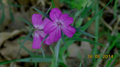 Agrostemma githago
