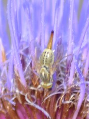 Terellia fuscicornis