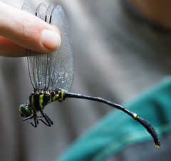 Chlorogomphus sachiyoae