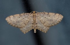 Poecilasthena scoliota