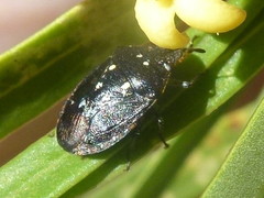 Pseudapines geminata