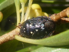 Pseudapines geminata