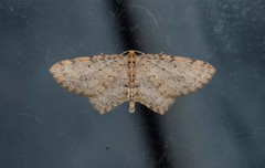 Poecilasthena scoliota