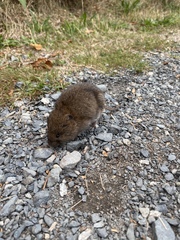 Microtus townsendii