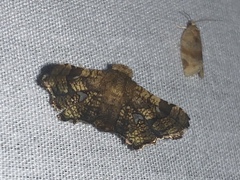 Dysodia oculatana