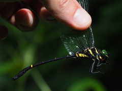Chlorogomphus nasutus