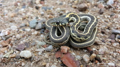 Thamnophis cyrtopsis cyrtopsis