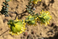 Pimelea sulphurea