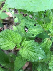 Alagoasa trifasciata