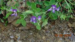 Lathyrus laxiflorus