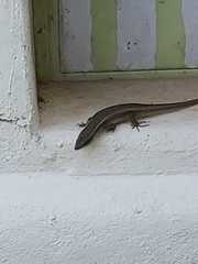 Animalia