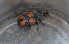 Panagaeus bipustulatus