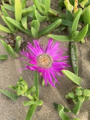 Carpobrotus dimidiatus