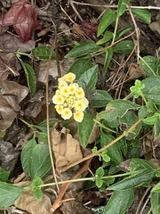 Lantana