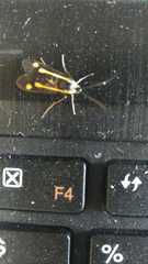 Lepidoptera