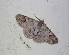 Myrioblephara macariata