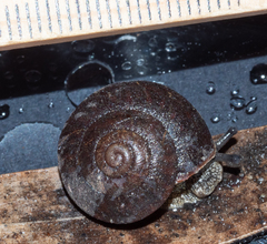 Pommerhelix mastersi