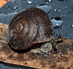 Pommerhelix mastersi