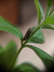 Aphrodini