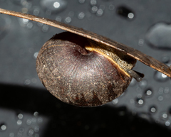 Pommerhelix mastersi