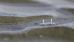 Macrophthalmus
