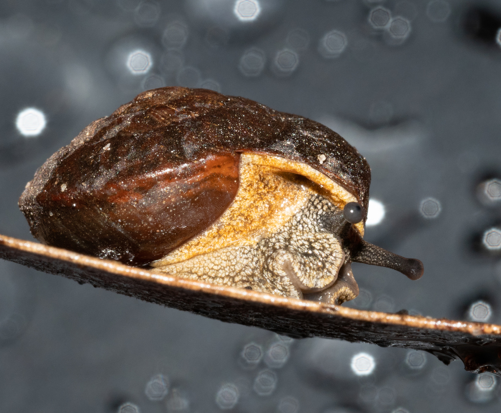 Merimbula Woodland Snail