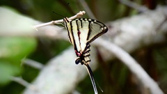 Protographium epidaus epidaus