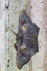 Hyposidra incomptaria