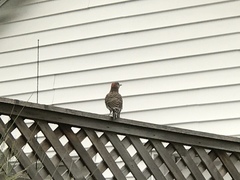 Colaptes auratus auratus