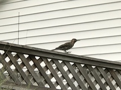 Colaptes auratus auratus