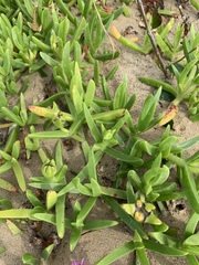 Carpobrotus dimidiatus