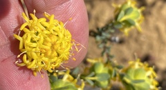 Pimelea sulphurea