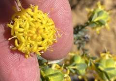 Pimelea sulphurea