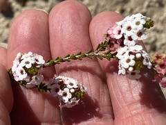 Chamelaucium megalopetalum