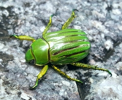 Chrysina gloriosa