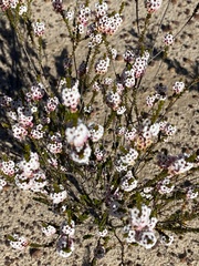 Chamelaucium megalopetalum