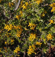 Lasiosiphon deserticola