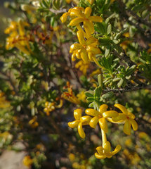 Lasiosiphon deserticola