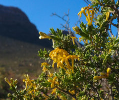 Lasiosiphon deserticola