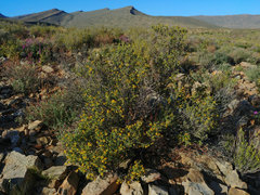 Lasiosiphon deserticola