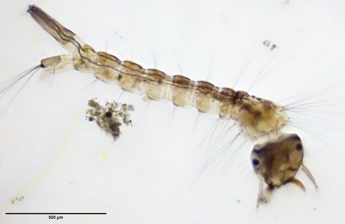 House Mosquito Complex