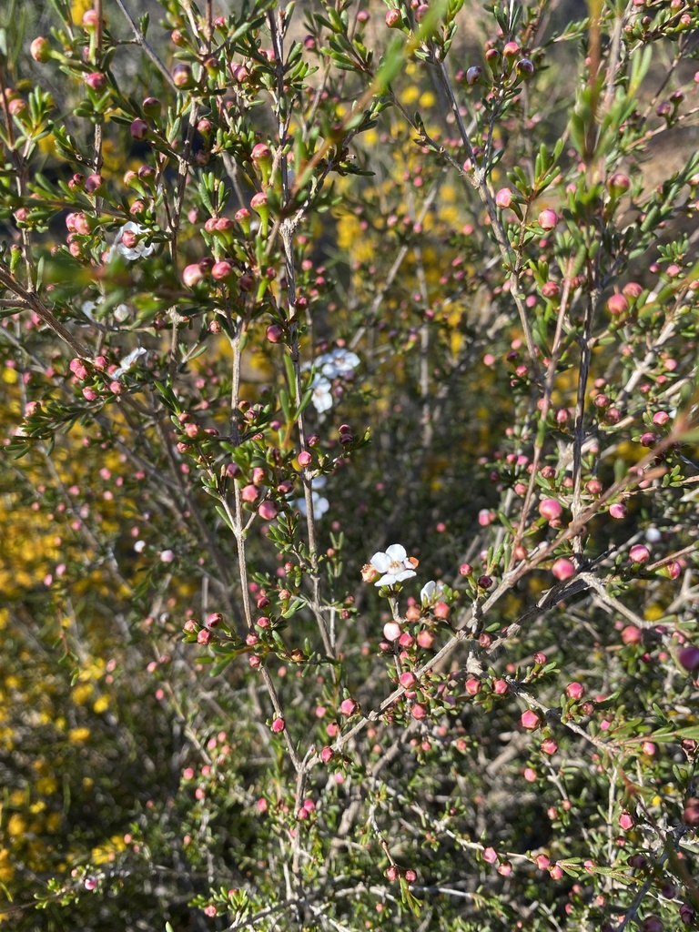 Micromyrtus imbricata