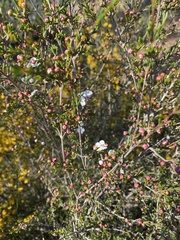 Chamelaucium megalopetalum