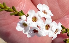 Chamelaucium megalopetalum