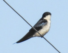 Hirundo dimidiata