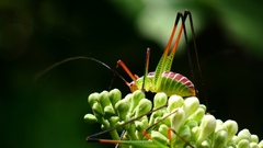 Obolopteryx huastecana