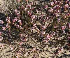 Chamelaucium megalopetalum