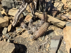 Acanthopsis hoffmannseggiana